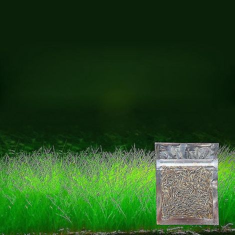 Zierpflanzensamen für Aquarien, Aquariengestaltung, pflegeleichte Wassergrassamen – große, dünne Blätter –
