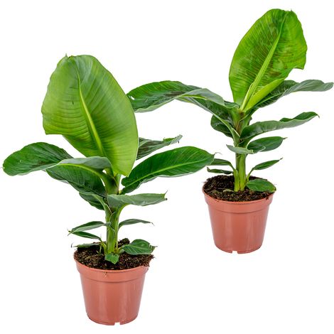 Bloomique - Lot de 2 - Musa Dwarf Cavendish - Bananier d’intérieur - Plantes d’intérieur - Dépolluantes - Sans danger pour les animaux - Hauteur 60-70 cm - Pot 17 cm