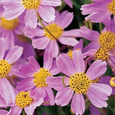 4 x Coréopsis  - Coreopsis rosea 'American Dream'  - godet 9x9