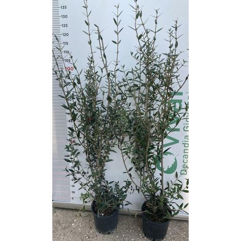 N.2 PIANTE DI PHILLYREA ANGUSTIFOLIA FILLIREA IN VASO CM 18 (foto reali)