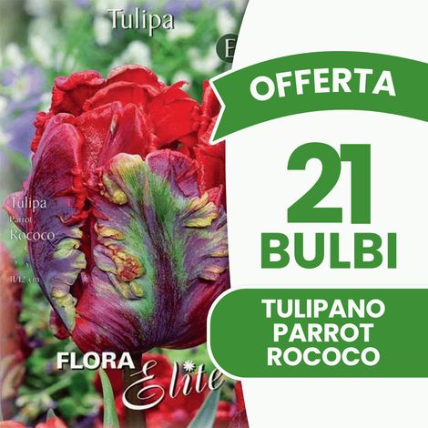 OFFERTA 30 BULBI DI TULIPANO PARROT ROCOCO BULBS BULBES