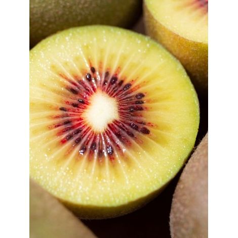 Kiwi 'Kiwi Wonder' Pot de 3L/4L (1/2)
