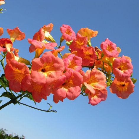 Bignone grandiflora/Pot de 3L - Echelle bambou 60/120 cm (1/5)