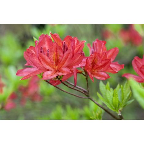Sommergrüne Azalee 'Tunis' Rhododendron lut.'Tunis' C 5 40- 50 (1/5)