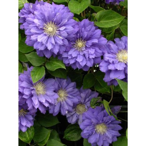 Clématite 'Kiri Te Kanawa' Pot de 2L/3L (1/2)