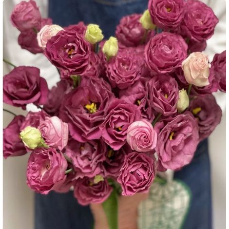 Graines de Lisianthus ‘Machila’ – 1000 Graines – Carmin – Fleurs Doubles – Plante Vivace – Jardin Balcon
