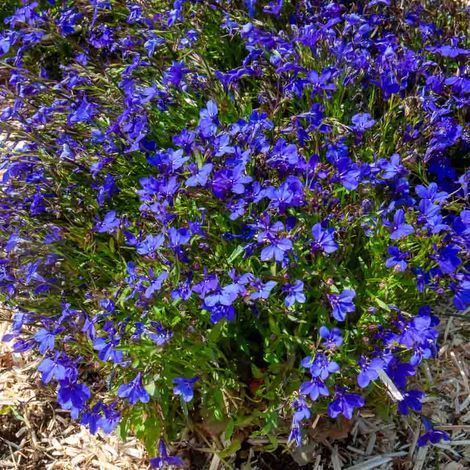 Vilmorin - Lobelia Crystal Palace Bleu (1/2)