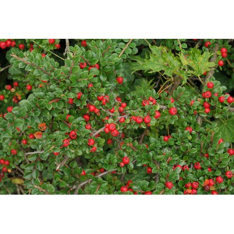 Cotognastro di Dammer "Cotoneaster dammeri Skogholm" pianta in vaso 9x9 cm