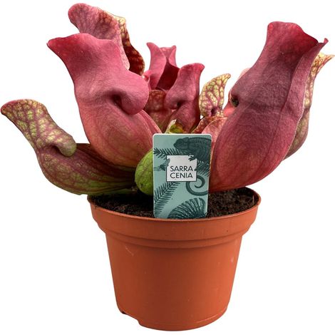 Plante carnivore Sarracenia Maroon pour intérieur et jardin pot Ø 12 cm hauteur 23 cm (1/5)