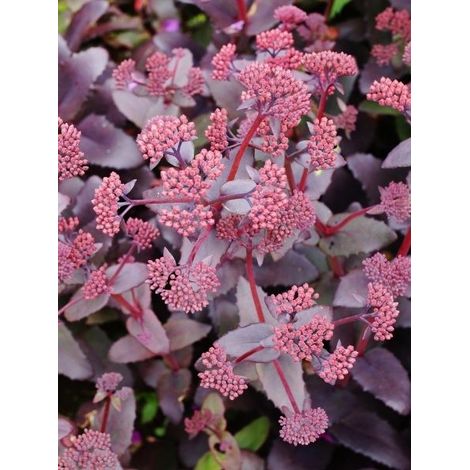 Orpin d'automne 'Thunderhead' Godet de 8/9 cm (1/2)