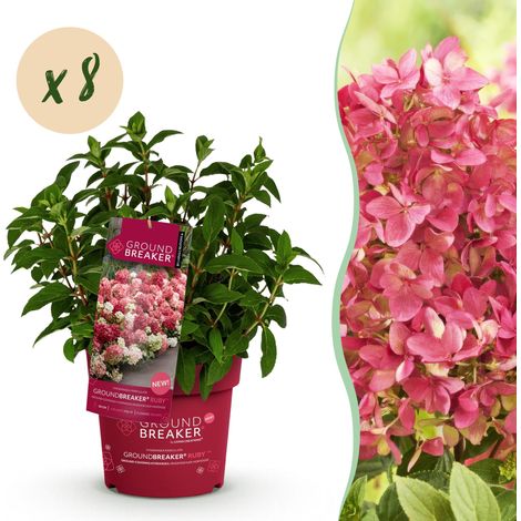 Lot de 8 Hortensias Paniculés Groundbreaker Ruby Arbuste Rustique Fleurs Rouges Pot 14 cm - PANGIVO (1/5)