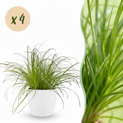 Lot de 4 Plantes d'Intérieur Cyperus Alternifolius Zumula - Plante à Chats - Pot 12cm - 20cm - PANGIVO (1/5)