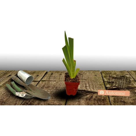 Iris nain lilliput Bingo/Godet - 5/20 cm (1/4)