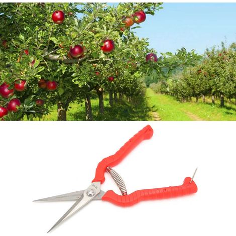 Ciseaux de Jardin pour Récolte de Fruits et Légumes, Idéal pour Citrus, Facile à Utiliser, Confortable et Durable - KZQ (1/2)