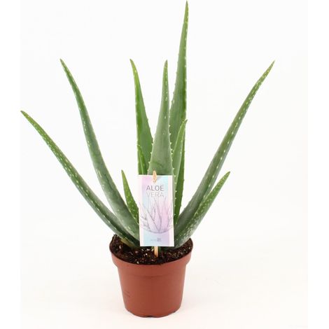 Aloe Vera Plante d'Intérieur Succulente Facile d'Entretien Pot Ø 14 cm Hauteur 45 cm - PANGIVO