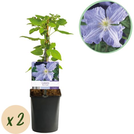Lot de 2 Clématites Blue Angel Plante Grimpante Fleurs Bleu Clair Pot 11 cm Hauteur 40 cm - PANGIVO (1/5)