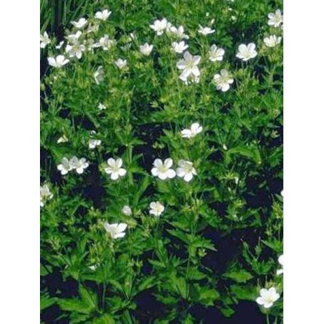 Géranium vivace des bois 'Album' Godet de 8/9 cm (1/3)