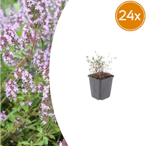 Lot de 24 Plants de Thym Commun Thymus vulgaris Aromatique et Mellifère H10-25 cm Ø 9 cm - PANGIVO (1/5)