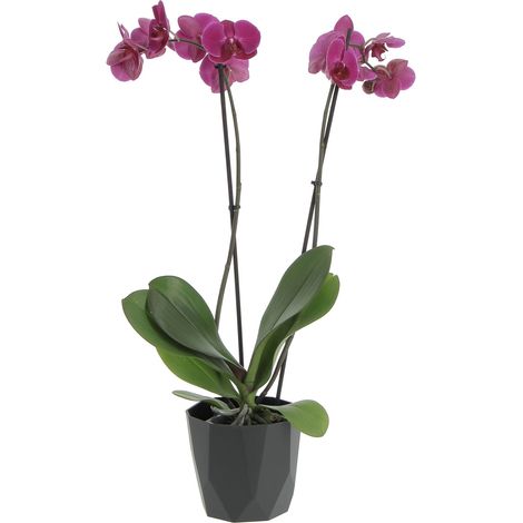Orchidea Phalaenopsis Fucsia con Eco-Vaso Rock Black - Piante Fiorite Vere da Interno - H 60-70 cm Vaso Ø 12 cm
