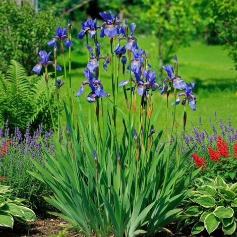 Iris de Sibérie/Lot de 3 godets