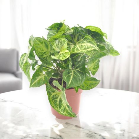 Gardenaria Syngonium 'Arrow' - Pianta da interno ornamentale - Altezza: 30 cm (vaso 14) (1/4)