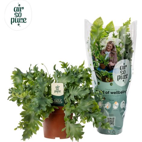 Phlebodium Davana Fougère Bleue Plante Verte d'Intérieur Décorative Pot Ø 12 cm Hauteur 35 cm - PANGIVO