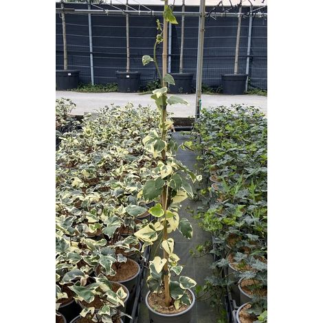 Gardenaria Edera - Hedera helix 'Gloire de Marengo' - Pianta rampicante ornamentale da esterno - Altezza: 100/120cm (vaso 19) (1/2)