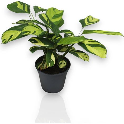 Gardenaria Ctenanthe pilosa 'Golden mosaic' - Pianta da interno ornamentale - Altezza: 45 cm (vaso 17) (1/5)