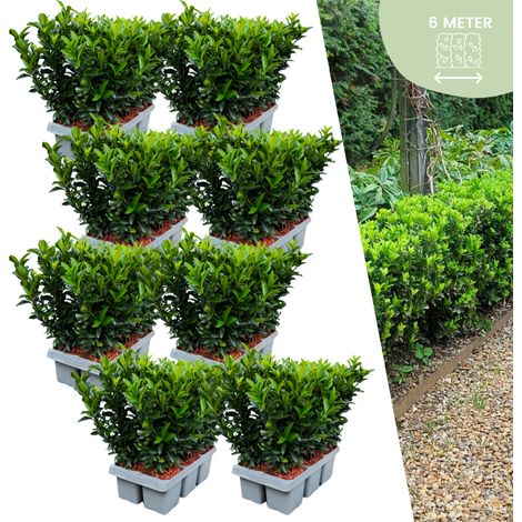 Lot de 48 Fusains du Japon Euonymus Green Spire pour Haie et Bordure Ø 7 cm H 15 cm - PANGIVO