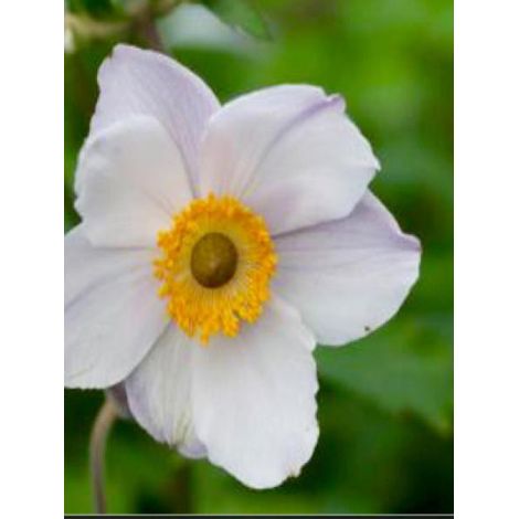 Anémone du Japon 'Elfin swan' Godet de 8/9 cm