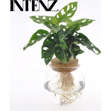Monstera Adansonii Plante d’Intérieur Feuillage Découpé Pot 12 cm Hauteur 25 cm - PANGIVO