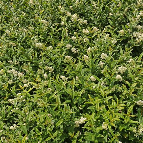 Troène commun Atrovirens - Ligustrum vulgare Atrovirens Pot 3L