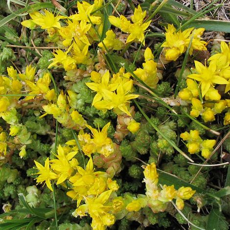 4 x Orpin âcre - Sedum acre  - godet 9x9 cm (1/4)