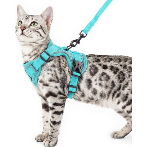 Ensemble Harnais et Laisse pour Chat, Gilet Anti-Fugue pour Chat (1/5)