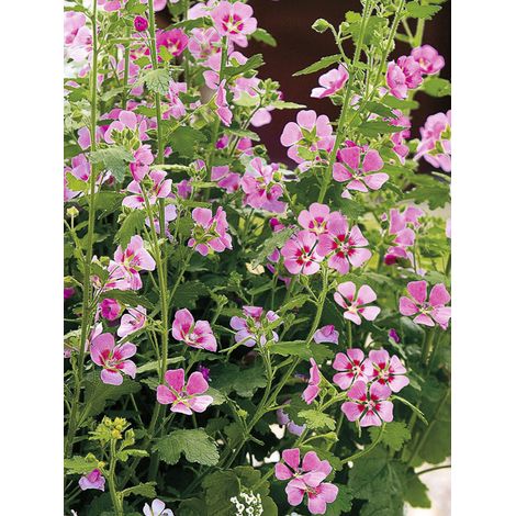 Mauve arbustive 'Lady in Pink' Pot de 3L/4L (1/2)