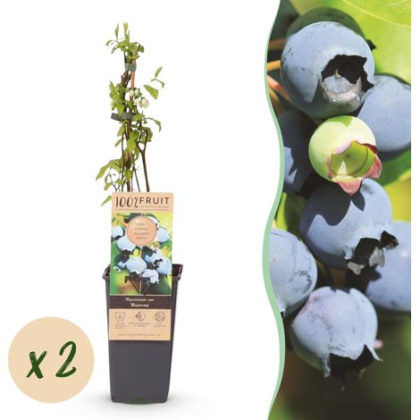 Myrtillier Bluecrop Vaccinium corymbosum Arbuste Fruitier Rustique Lot de 2 Plants H50cm - PANGIVO (1/5)