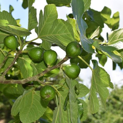 Figuier Col de Dame Blanche, Ficus carica/Pot de 1,5L - 20/50 cm (1/3)