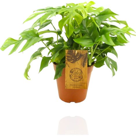 Gardenaria Monstera Minima - Rhaphidophora tetrasperma - Pianta da interno ornamentale - Altezza: 40 cm (vaso 12) (1/5)