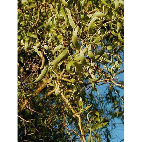 Saule matsudana 'Tortuosa' Pot de 2L/3L (1/4)
