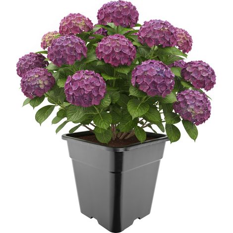 Garronda Pot de Fleur Carré Haut Plastique 33 × H 34 cm (25L) - Godet Semis Pot Culture Profond Drainage Résistant Intempéries pour Plantes Pépinière Jardin Serre Intérieur Extérieur GD-0201