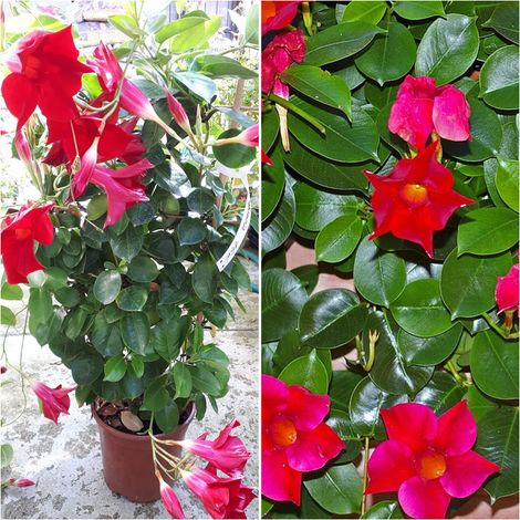 Planta Trepadora. Mandevilla O Diplademia. 60 - 70 Cm