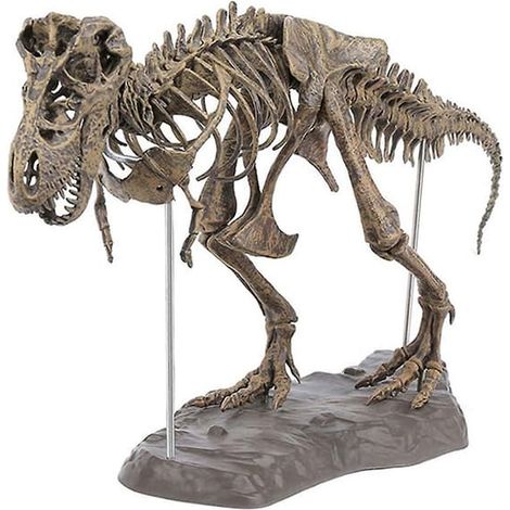 Squelette de Tyrannosaure Rex, dinosaure, modèle de collection, jouet décoratif (1/5)