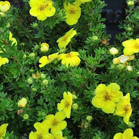 Potentille arbustive 'Kobold' - 25-30 cm pot