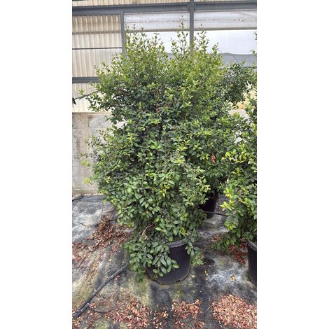 EUGENIA MYRTIFOLIA NEW PORT CESPUGLIO VASO 55 H.250/300 (1/4)