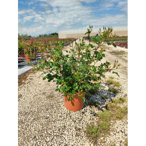 Rosa Sevillana Jaune Pot 24 cm Arbuste à Floraison Répétée pour Plein Soleil (1/3)