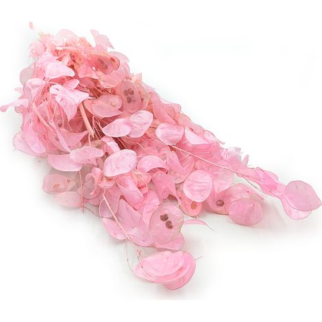 Flor de luna - (Lunaria) - Rosa - Polonia