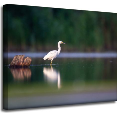 Leinwanddruck Tiere Weißer Reiher 50x40 cm