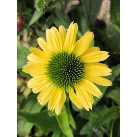 Rudbeckia pourpre 'Chiquita' Godet de 8/9 cm (1/3)