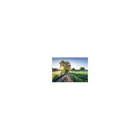 Komar Meadow Trail 368 x 254 cm, Papier peint panoramique 8-134, photomurale sur intissé (1/3)