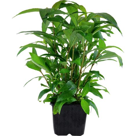 Mutterpflanze Aquariumpflanze Hygrophila 'Siamensis' XL Nr.353A XL